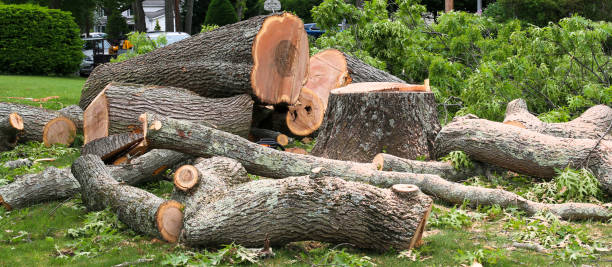 How Our Tree Care Process Works  in  Elroy, WI